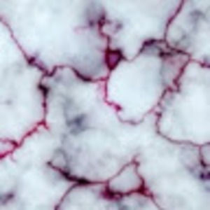 Meet your Posher, Ellie